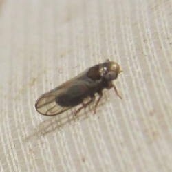 Jassidaeus lugubris